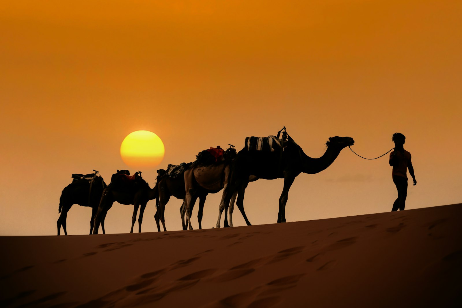 Camel caravan at sunset in the Sahara